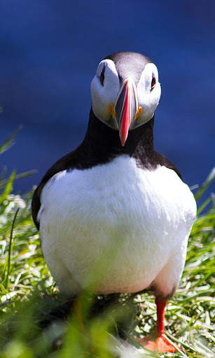 Puffin Wallpaper screenshot 7