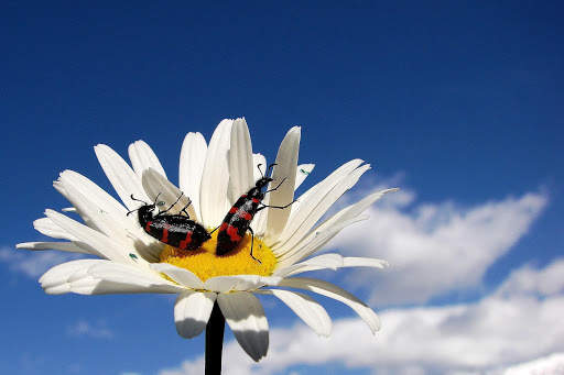 Beetle Wallpaper screenshot 2