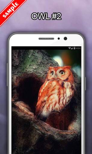 Owl Wallpapers screenshot 3