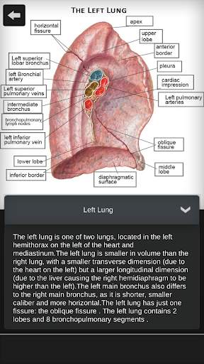 Female Anatomy 3D : Female Body Visualizer screenshot 6