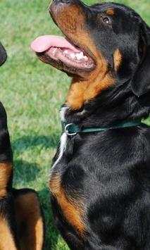 Rottweiler wallpapers screenshot 4
