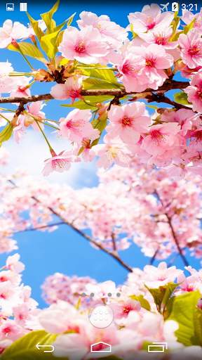 Sakura Live Wallpaper 4K screenshot 5
