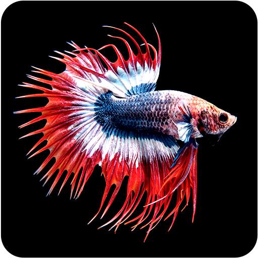 Betta Fish Wallpaper 4.0