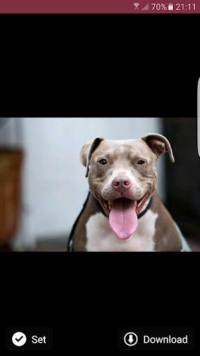 Pitbull Wallpapers 2 تصوير الشاشة