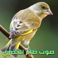 صوت طائر الخضري للتعليم - بدون نت on 9Apps