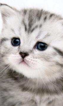 Funny kitty pet screenshot 2