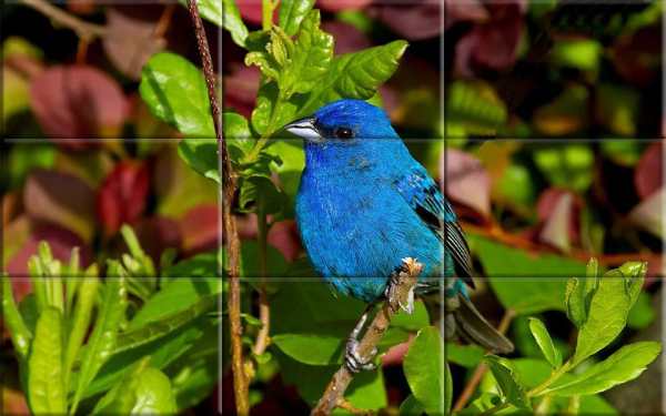 Puzzle - Birds स्क्रीनशॉट 4