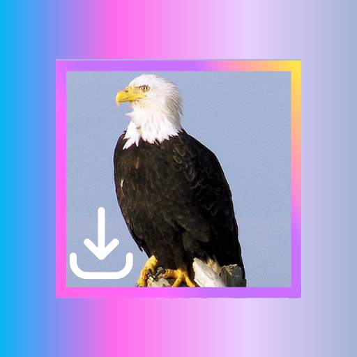 For EagleGet Video Downloader 1.0