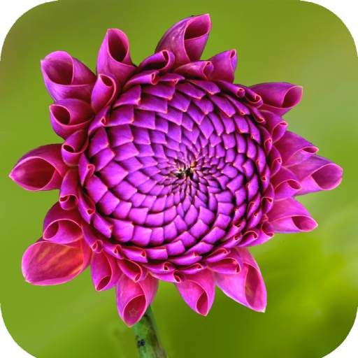 Purple Flower Wallpaper 1.08