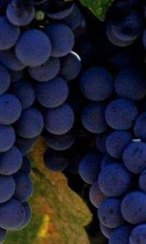 Grapes wallpapers screenshot 3