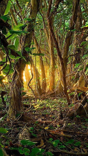 Jungle Wallpaper HD screenshot 6