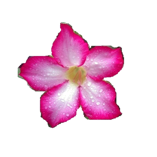 Flower Names icon