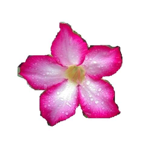 Flower Names 2.1.7