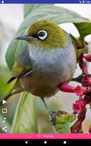 Bird Sounds स्क्रीनशॉट 11