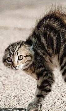 Funny Cats Jigsaw Puzzles screenshot 3