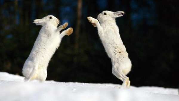 Funny animal mix screenshot 5