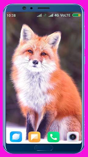 Fox Wallpaper Best 4K screenshot 4