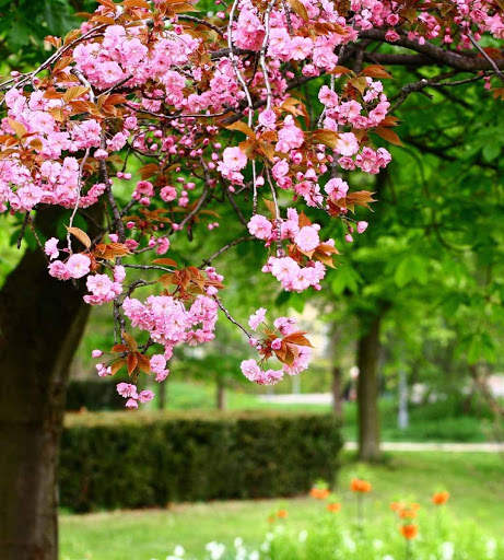 Spring Wallpapers HD screenshot 5