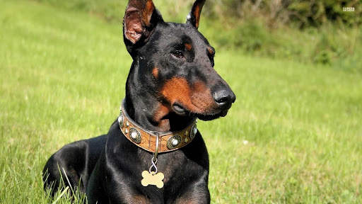 Doberman Wallpaper: backgrounds hd screenshot 10