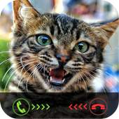 Fake Call: Cat Caller ID 1.0