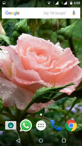 Rose HD Wallpaper screenshot 4