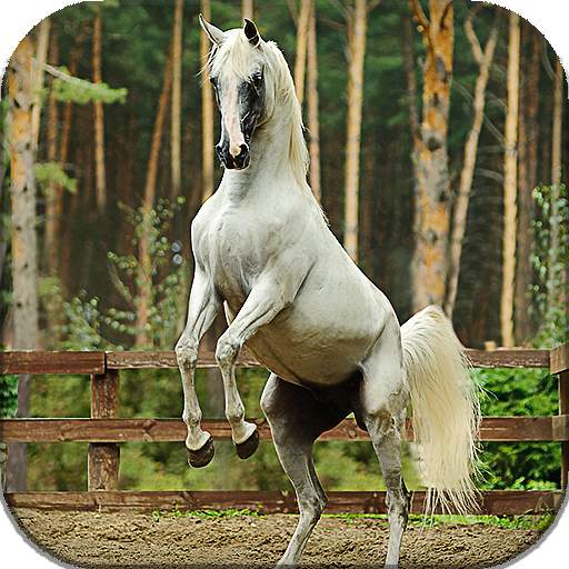Horses Live Wallpaper (wallpapers & backgrounds) 16.0