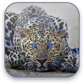 Leopard Free Video Wallpaper 1.4