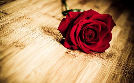 Red Rose Wallpapers screenshot 13