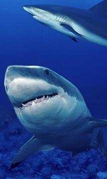 Shark Wallpapers स्क्रीनशॉट 4