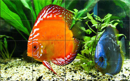 Sea world Puzzle screenshot 2