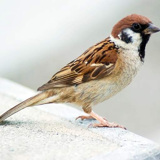Kicau Burung Gereja Tarung Komplit Hd 1.0