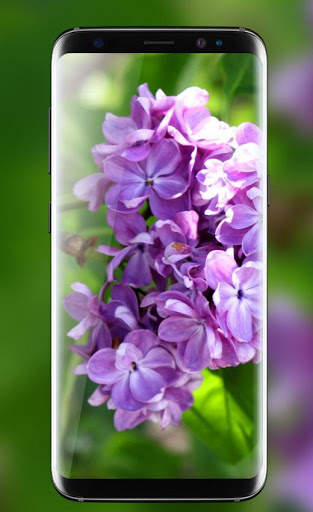 Lilac Live Wallpapers Free - HD Flower Wallpaper screenshot 3
