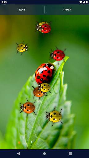 Cute Ladybug Live Wallpaper screenshot 6