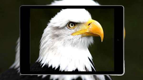 Eagle Wallpaper HD screenshot 20