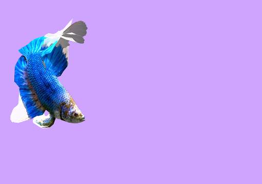 Betta Fish 3D Lite screenshot 16