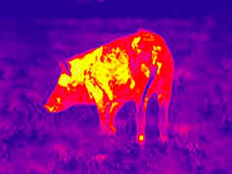 Infrared New Camera: New Thermal Vision screenshot 2