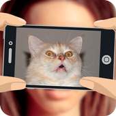 What cat am I?