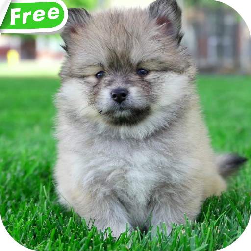 Cute Puppies Video Wallpaper 3.0