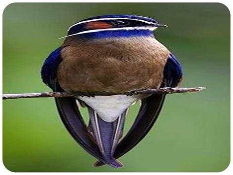 The most beautiful birds in the world screenshot 3