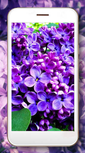 Lilac Flower Magic Live Wallpaper screenshot 3