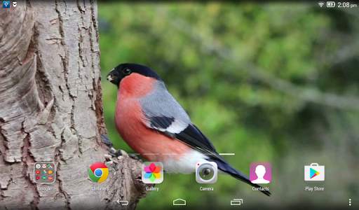 Bird Live Wallpaper screenshot 3