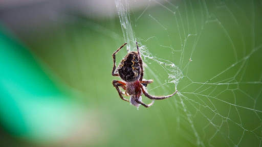 Spider Wallpapers HD & 4k Backgrounds screenshot 13