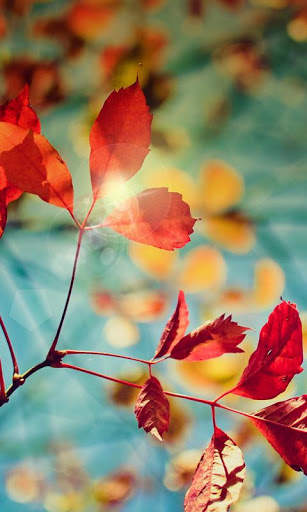 Magic Leaf Live Wallpaper screenshot 5