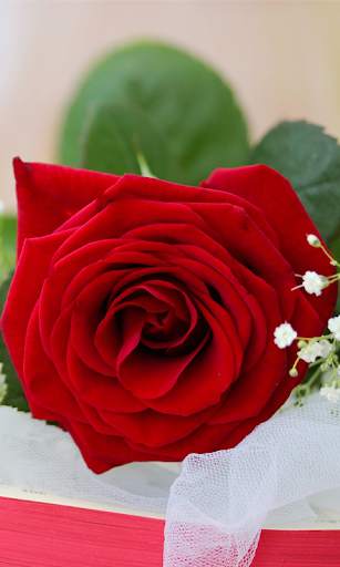 Rose Live Wallpaper screenshot 4