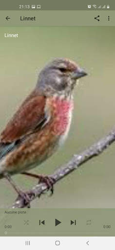 Bird Sounds screenshot 2