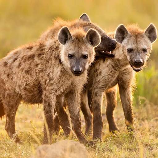 The Hyena 1.1.1