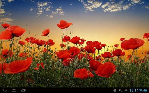 Poppies live wallpaper screenshot 6
