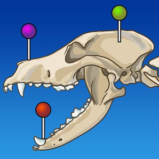 vet-Anatomy 4.1.4