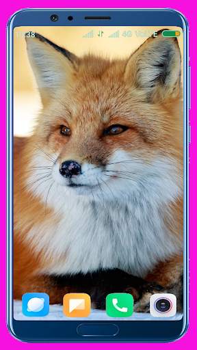 Fox Wallpaper Best 4K screenshot 1