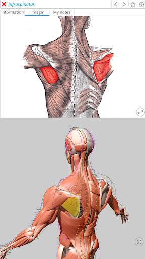 Visual Acupuncture 3D स्क्रीनशॉट 9